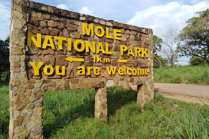 Elephants Safari at Mole National Park