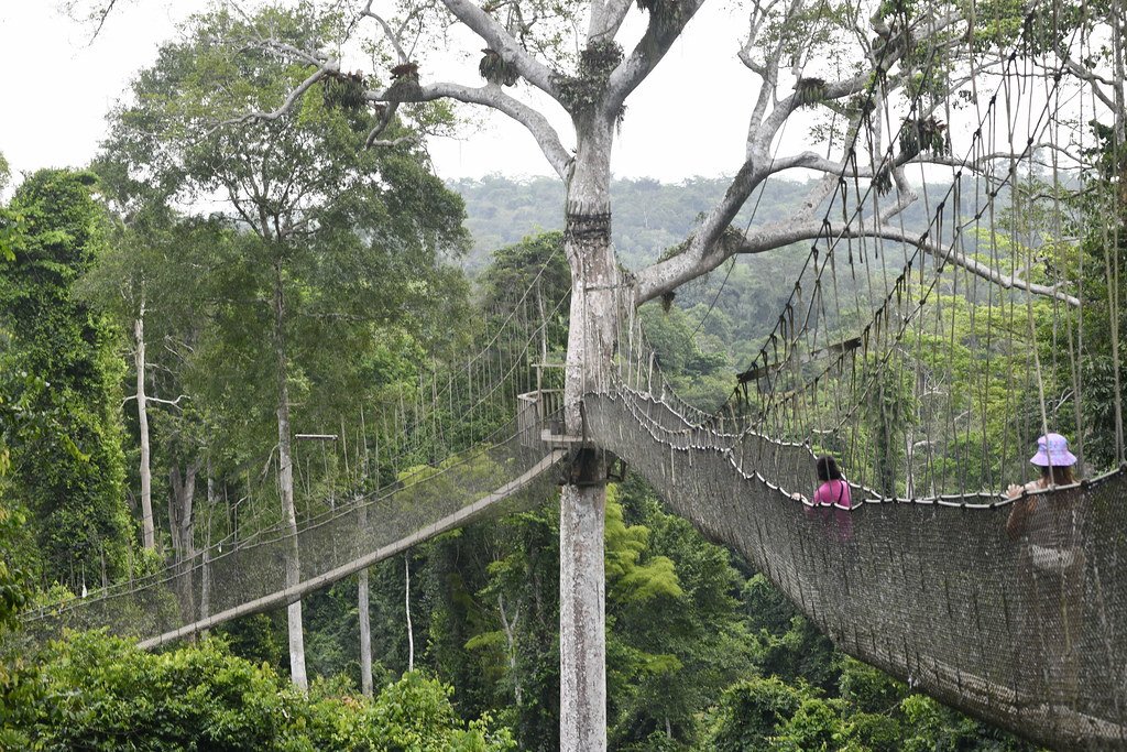 Kakum National Park: Canopy Walkway Adventure - The Gold Coast Tourism Blogs